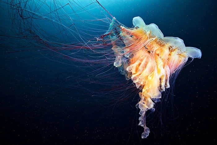 A beleza alienígena das criaturas subaquáticas em fotos de Alexander Semenov (40 fotos) 30