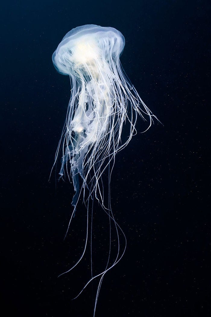 A beleza alienígena das criaturas subaquáticas em fotos de Alexander Semenov (40 fotos) 31