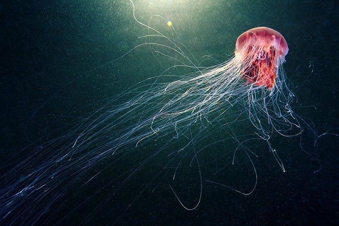 A beleza alienígena das criaturas subaquáticas em fotos de Alexander Semenov (40 fotos) 32