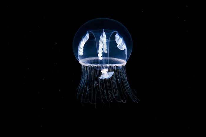 A beleza alienígena das criaturas subaquáticas em fotos de Alexander Semenov (40 fotos) 33