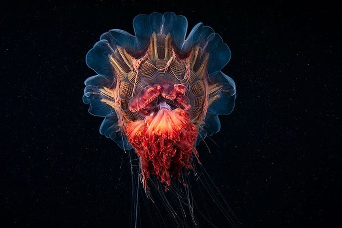 A beleza alienígena das criaturas subaquáticas em fotos de Alexander Semenov (40 fotos) 37