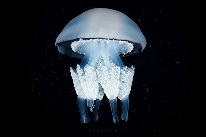 A beleza alienígena das criaturas subaquáticas em fotos de Alexander Semenov (40 fotos) 38