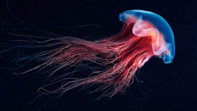 A beleza alienígena das criaturas subaquáticas em fotos de Alexander Semenov (40 fotos) 2