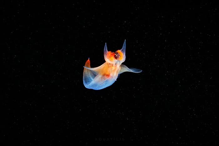 A beleza alienígena das criaturas subaquáticas em fotos de Alexander Semenov (40 fotos) 40