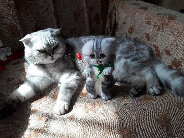 Artista russa cria gatinhos de feltro que parecem ter saído de um conto fada (32 fotos) 5