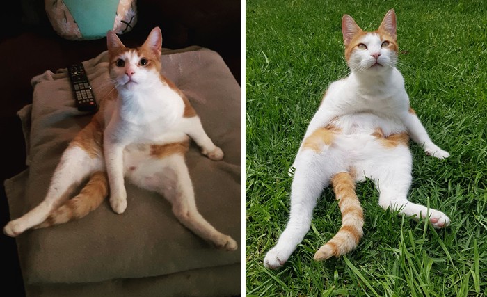 30 fotos de gatos que sentam confortavelmente em posições estranhas 12