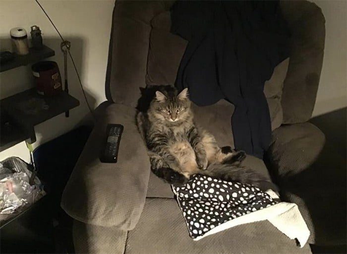30 fotos de gatos que sentam confortavelmente em posições estranhas 14