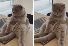 30 fotos de gatos que sentam confortavelmente em posições estranhas 7