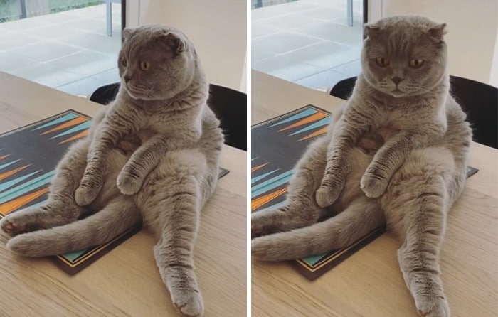 30 fotos de gatos que sentam confortavelmente em posições estranhas 30
