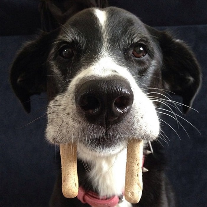Nova raça de cachorro: O Cão vampiro (21 fotos) 16