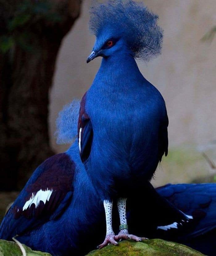 25 pássaros majestosos e únicos que surpreendem as pessoas com sua beleza 6