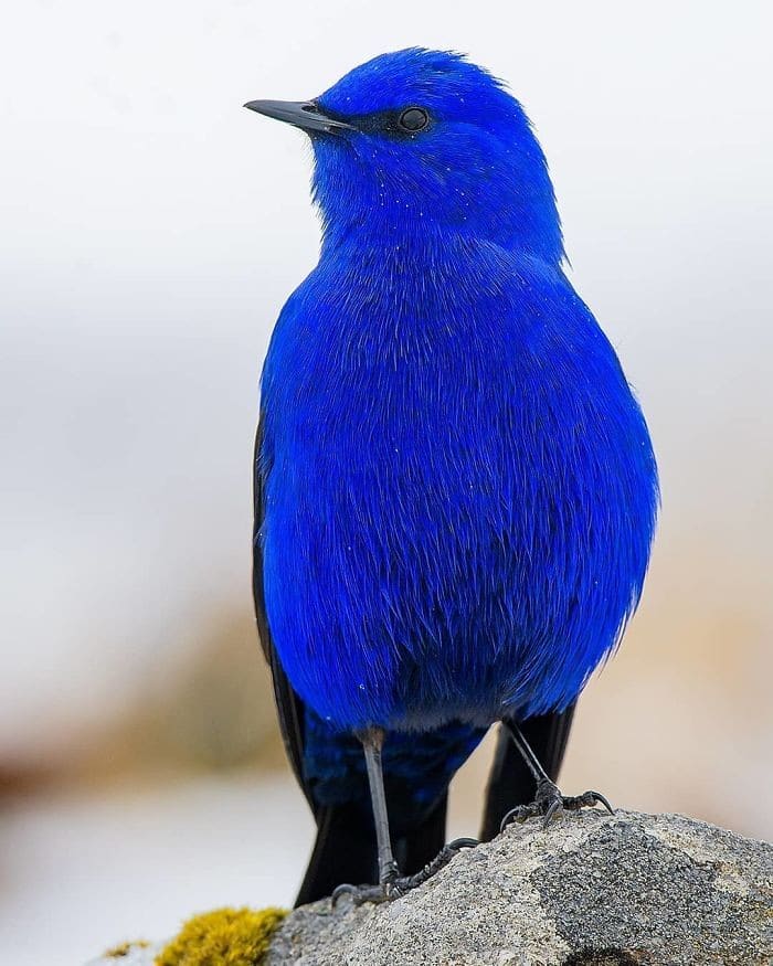 25 pássaros majestosos e únicos que surpreendem as pessoas com sua beleza 9