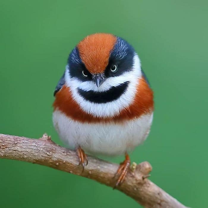 25 pássaros majestosos e únicos que surpreendem as pessoas com sua beleza 14