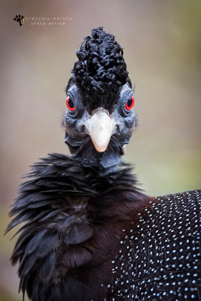 25 pássaros majestosos e únicos que surpreendem as pessoas com sua beleza 15