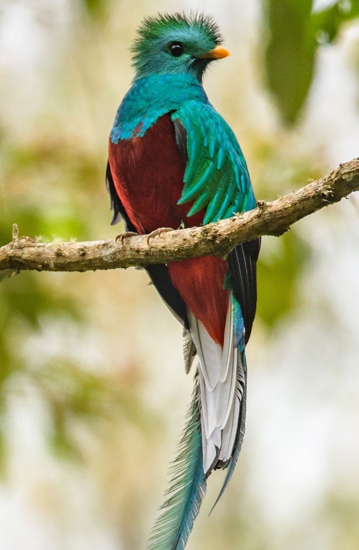 25 pássaros majestosos e únicos que surpreendem as pessoas com sua beleza 16