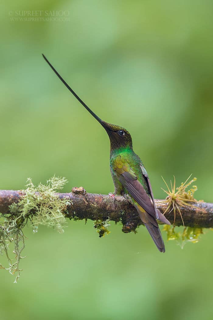 25 pássaros majestosos e únicos que surpreendem as pessoas com sua beleza 20