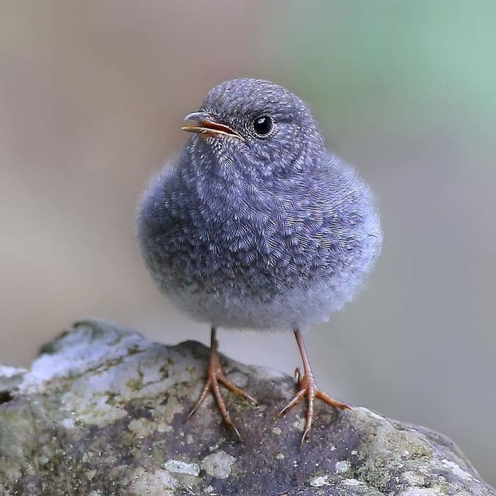 25 pássaros majestosos e únicos que surpreendem as pessoas com sua beleza 21