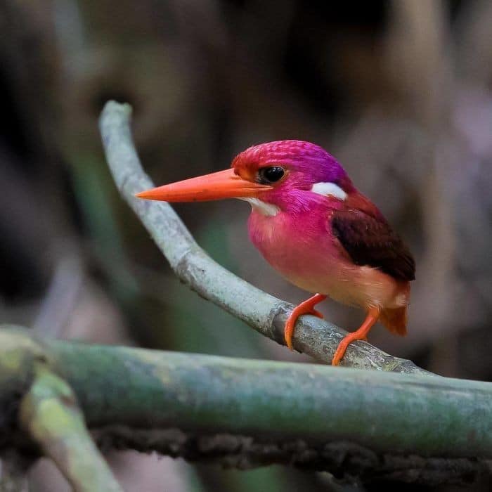 25 pássaros majestosos e únicos que surpreendem as pessoas com sua beleza 22