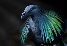 25 pássaros majestosos e únicos que surpreendem as pessoas com sua beleza 9
