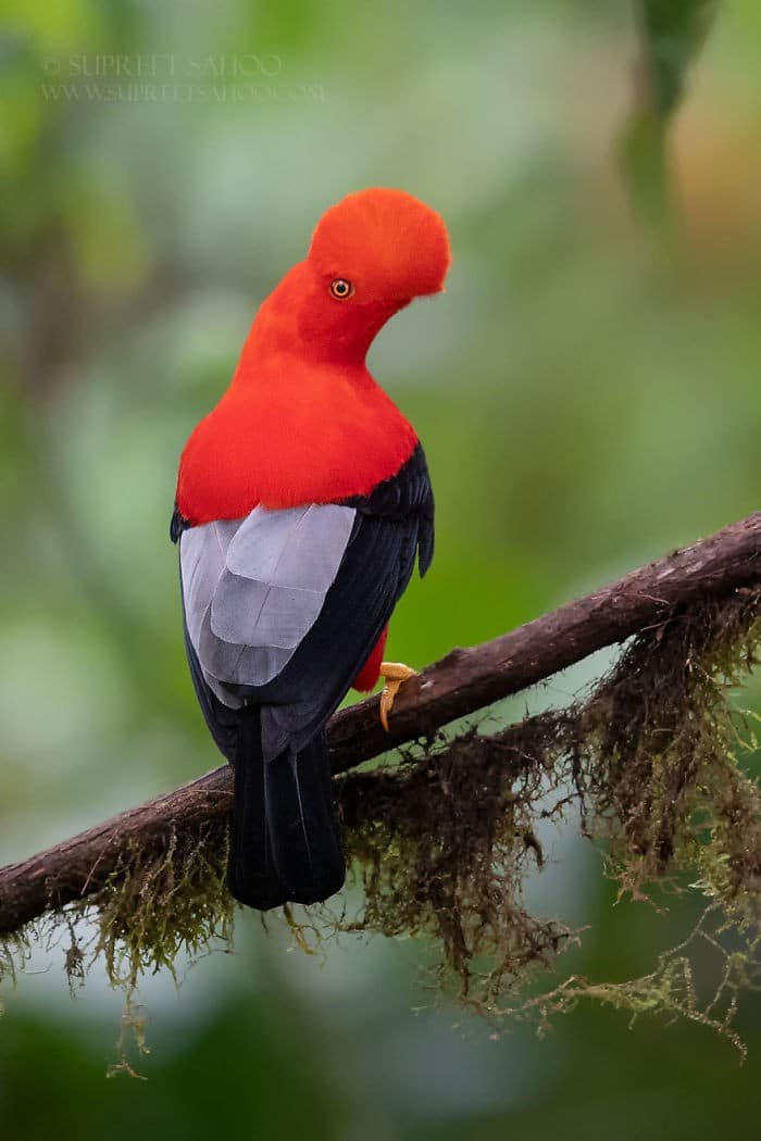 25 pássaros majestosos e únicos que surpreendem as pessoas com sua beleza 24