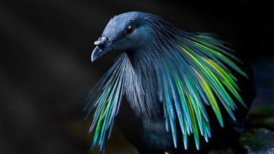 25 pássaros majestosos e únicos que surpreendem as pessoas com sua beleza 46