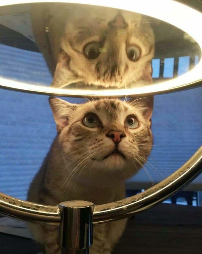 29 animais de estimação que descobriram espelhos 21