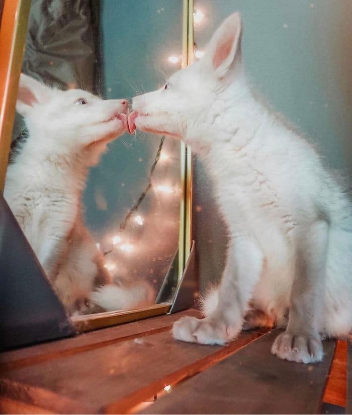 29 animais de estimação que descobriram espelhos 17