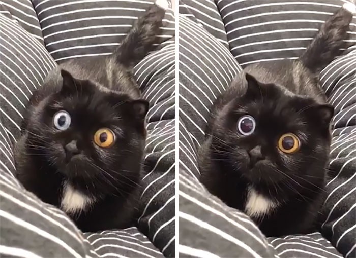 45 das postagens mais engraçadas sobre gatos que são impossíveis de não rir 4