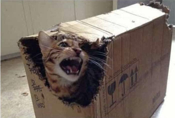 45 das postagens mais engraçadas sobre gatos que são impossíveis de não rir 19
