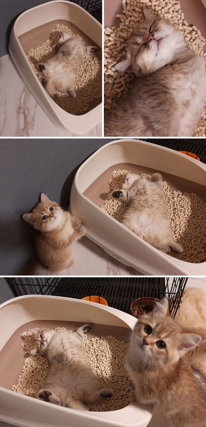 45 das postagens mais engraçadas sobre gatos que são impossíveis de não rir 36