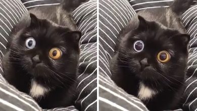 45 das postagens mais engraçadas sobre gatos que são impossíveis de não rir 35
