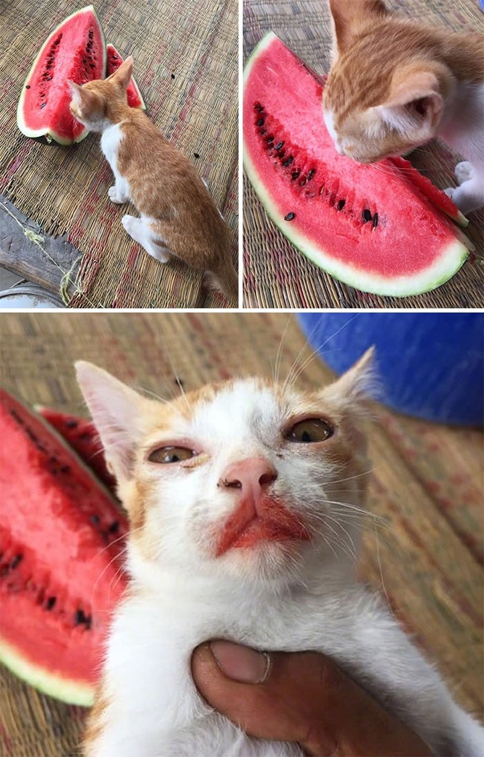 45 das postagens mais engraçadas sobre gatos que são impossíveis de não rir 43