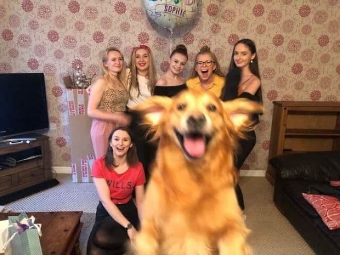 35 fotos hilárias de cachorro para colocar um sorriso em seu rosto 19