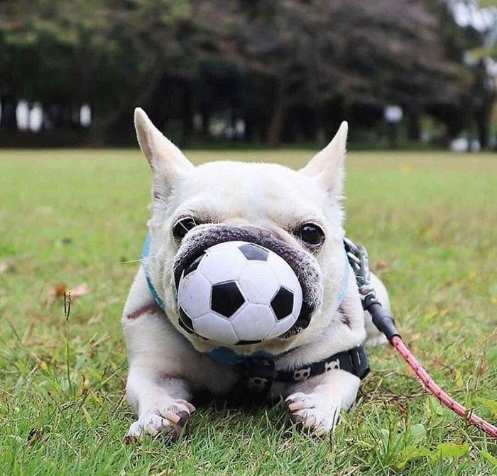 35 fotos hilárias de cachorro para colocar um sorriso em seu rosto 20