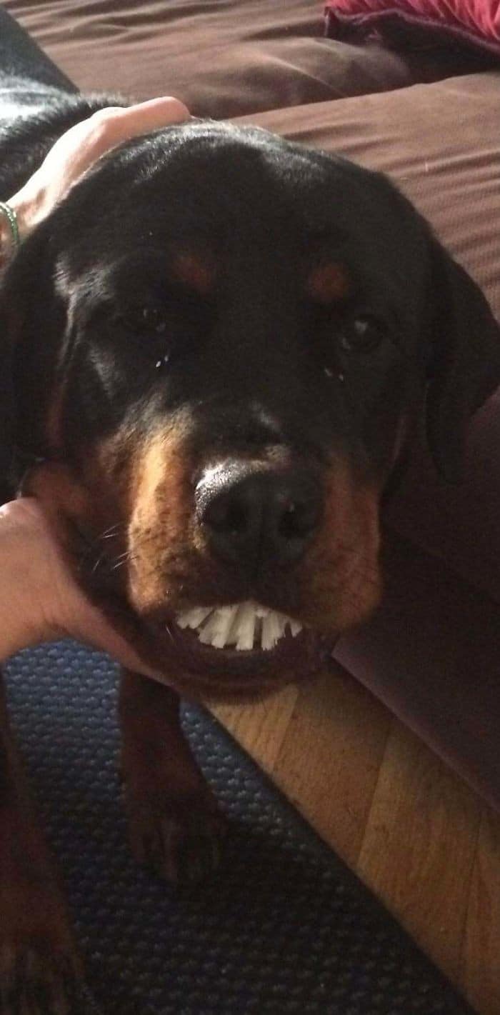 35 fotos hilárias de cachorro para colocar um sorriso em seu rosto 23