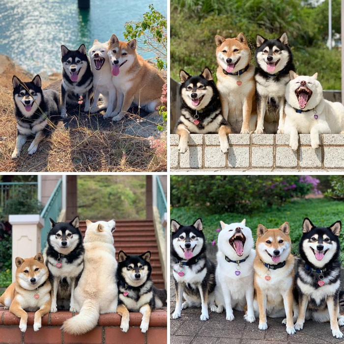 35 fotos hilárias de cachorro para colocar um sorriso em seu rosto 30