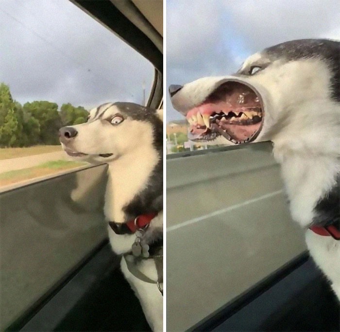 35 fotos hilárias de cachorro para colocar um sorriso em seu rosto 35