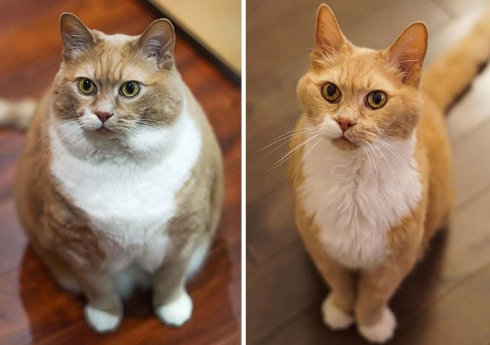 37 impressionantes transformações de perda de peso de gato 2