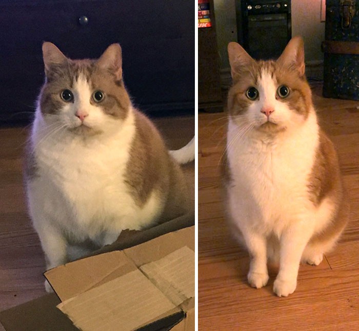 37 impressionantes transformações de perda de peso de gato 4