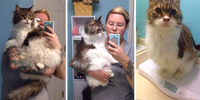 37 impressionantes transformações de perda de peso de gato 9