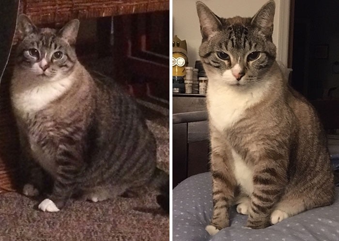 37 impressionantes transformações de perda de peso de gato 12