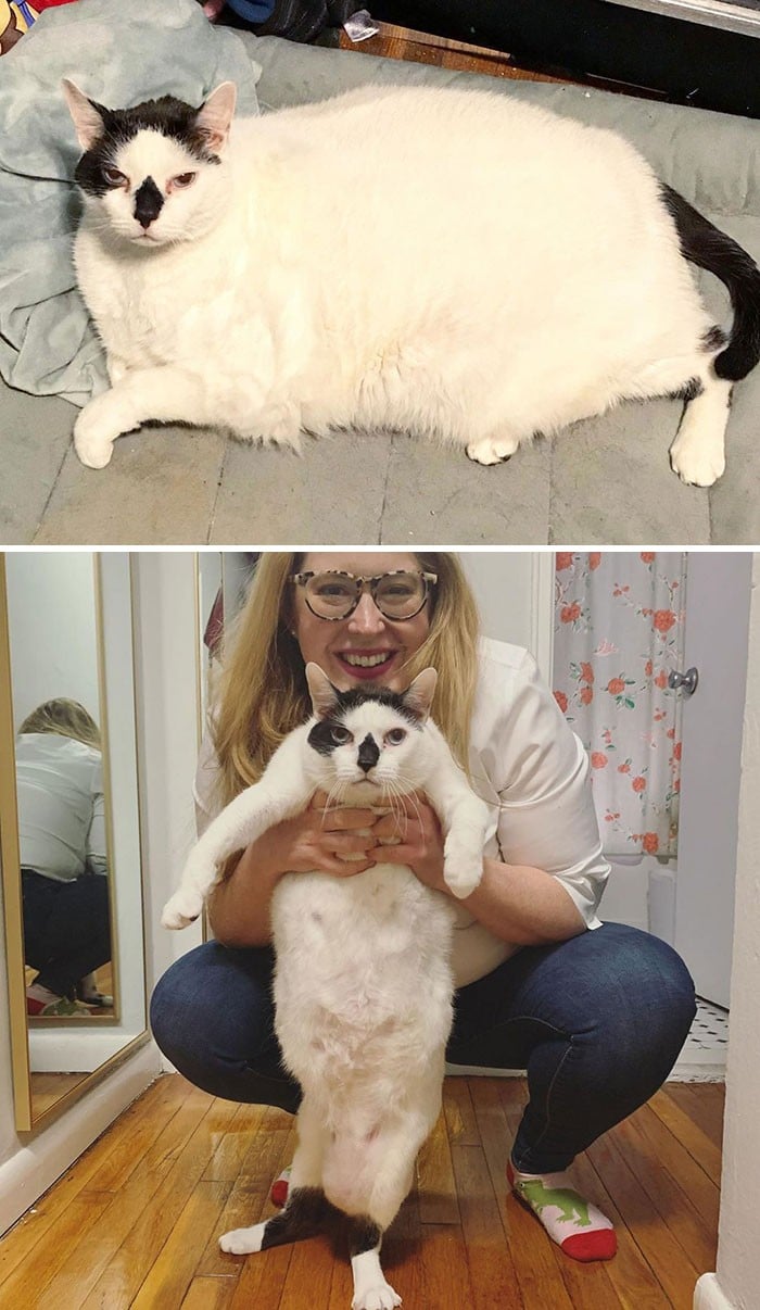 37 impressionantes transformações de perda de peso de gato 14