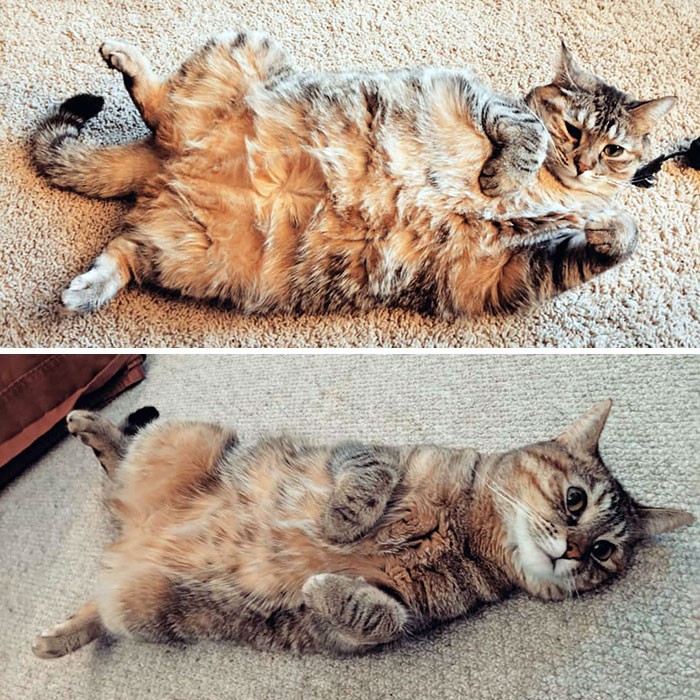 37 impressionantes transformações de perda de peso de gato 16