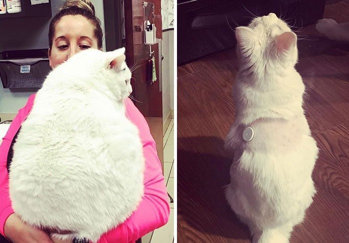 37 impressionantes transformações de perda de peso de gato 18