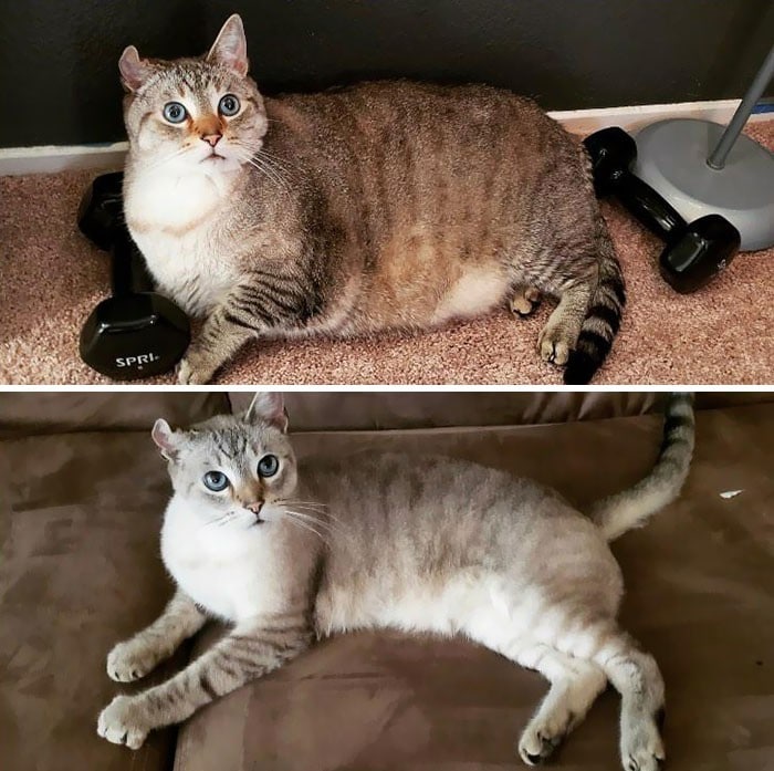 37 impressionantes transformações de perda de peso de gato 19