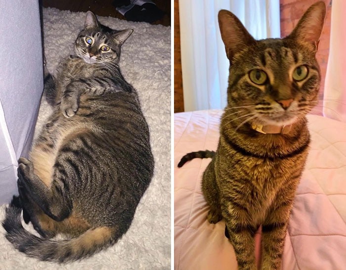 37 impressionantes transformações de perda de peso de gato 24