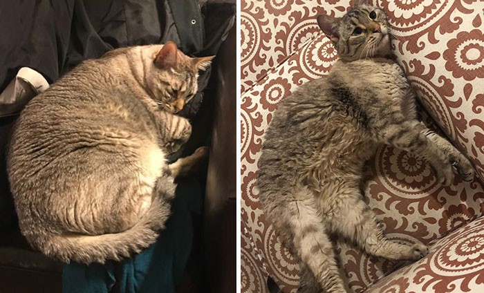 37 impressionantes transformações de perda de peso de gato 26