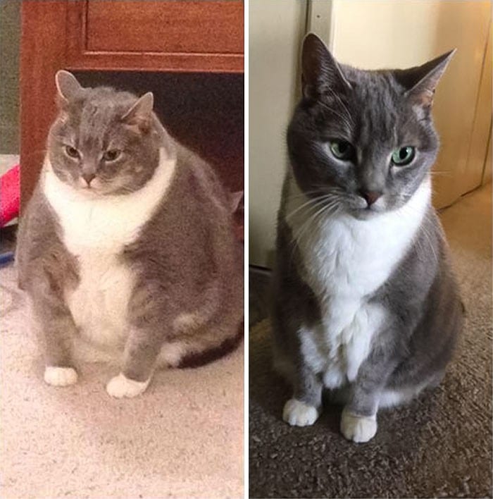 37 impressionantes transformações de perda de peso de gato 28