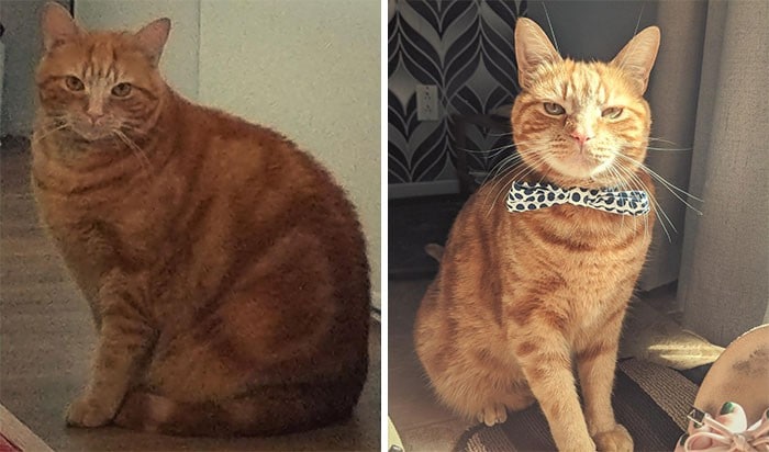 37 impressionantes transformações de perda de peso de gato 29