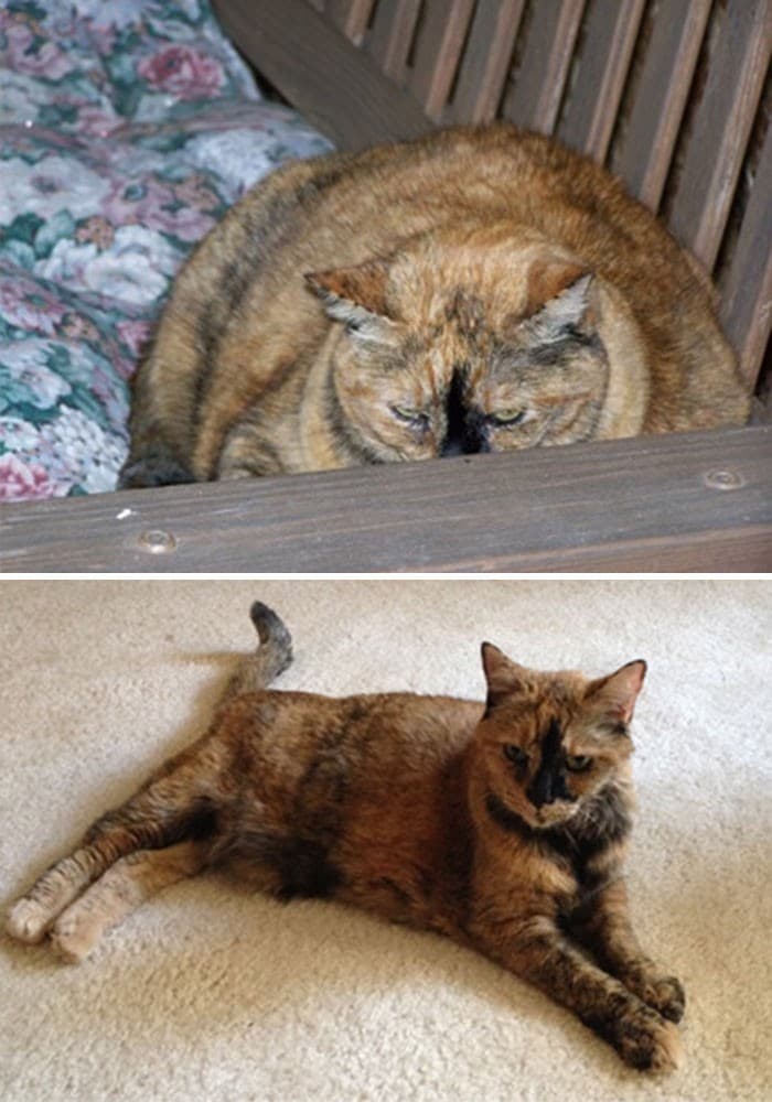 37 impressionantes transformações de perda de peso de gato 32